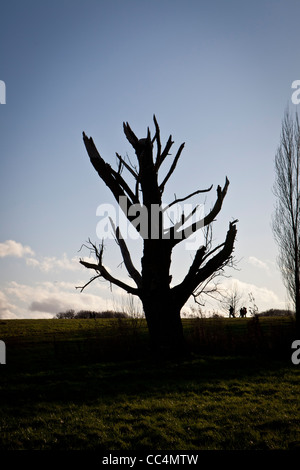 Arbre mort sur Hampstead Heath, Londres, Angleterre, Royaume-Uni Banque D'Images