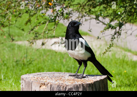 Magpie européenne perché sur Se connecter avec des aliments Banque D'Images