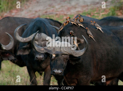 Afrique Botswana Tuba Tree-Cape avec buffalo à bec jaune Oxpeckers sur elle (Syncerus caffer) Banque D'Images