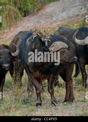 Afrique Botswana Tuba Tree-Cape avec buffalo à bec jaune Oxpeckers sur elle (Syncerus caffer) Banque D'Images