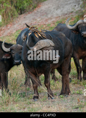 Afrique Botswana Tuba Tree-Cape avec buffalo à bec jaune Oxpeckers sur elle (Syncerus caffer) Banque D'Images