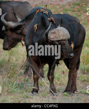 Afrique Botswana Tuba Tree-Cape avec buffalo à bec jaune Oxpeckers sur elle Banque D'Images