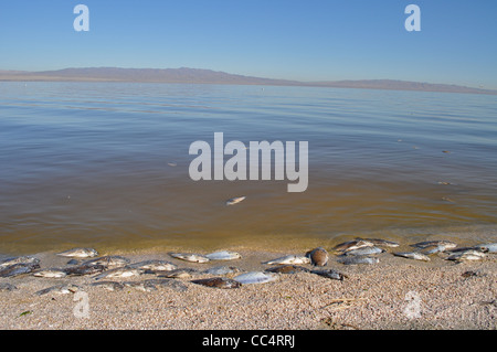 La mer de Salton, maintenant presque une ville fantôme, avec dead poisson Tilapia dansant le long du bord de la Saline lake, Californie Banque D'Images