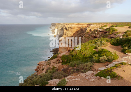 Portrait de falaises Bunda, Grande Baie australienne Marine Park, Australie du Sud, Australie Banque D'Images