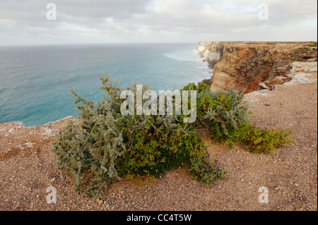 Portrait de falaises Bunda, Grande Baie australienne Marine Park, Australie du Sud, Australie Banque D'Images