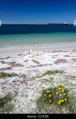 Marguerites jaunes sur plage, Esperance, Australie occidentale, Australie Banque D'Images