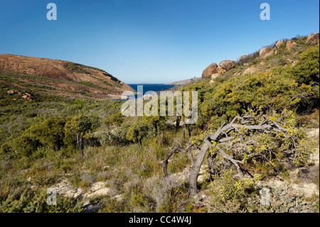 Arbres et Grande Baie australienne, Cape Le Grand National Park, Australie occidentale, Australie Banque D'Images