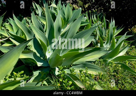 Gros plan sur l'usine verte de l'agave atténuata Madère Portugal Europe de l'UE Banque D'Images