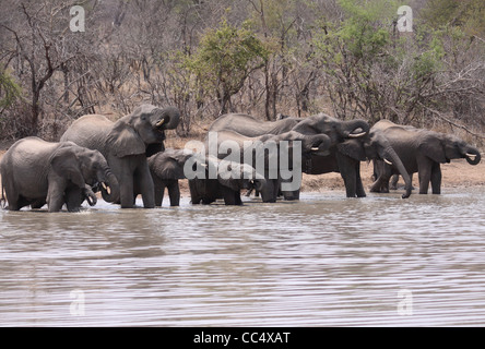 Troupeau d'éléphants à l'unisson potable Banque D'Images