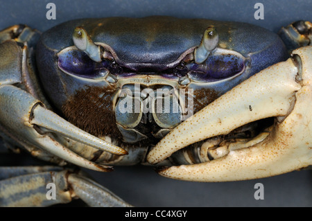 Terre bleue (crabe Cardisoma guanhumi) près de la Trinité-sur- Banque D'Images