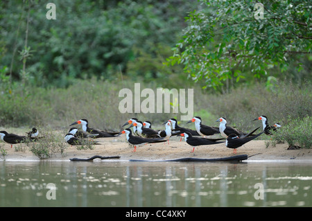 Black Skimmer (Rhynchops niger) groupe reposant sur banc, Rupununi, Guyana Banque D'Images