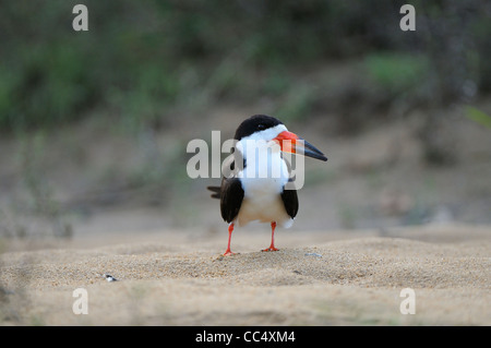 Black Skimmer (Rhynchops niger) reposant sur le banc, adultes, le Guyana Rupununi Banque D'Images
