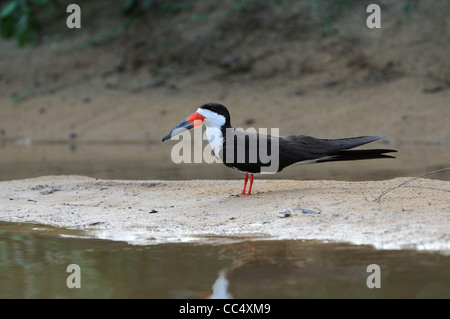 Black Skimmer (Rhynchops niger) reposant sur des adultes, sable, le Guyana Rupununi Banque D'Images