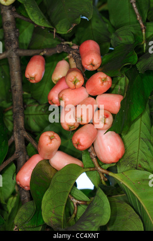 Arbre de noix de cajou (Anacardium occidentale) avec des fruits rouges, Trinité Banque D'Images