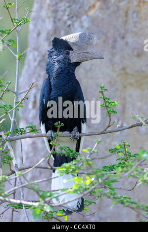 Le noir et blanc Casqued Hornbill (Bycanistes subcylindricus) mâle perché sur une branche, Masai Mara, Kenya Banque D'Images