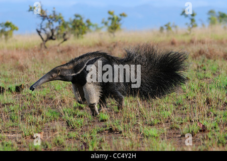 Fourmilier géant (Myrmecophaga tridactyla) dans l'ouverture, le Guyana Rupununi, savannah Banque D'Images