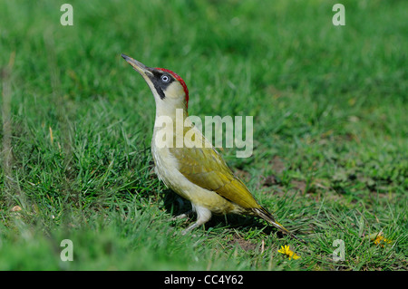 Pic Vert (Picus viridis) femelle adulte se tenait sur terrain herbeux, Oxfordshire, UK Banque D'Images