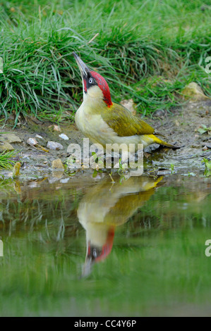 Pic Vert (Picus viridis) mâle adulte, sur le point de prendre un verre dans l'eau, l'Oxfordshire, UK Banque D'Images