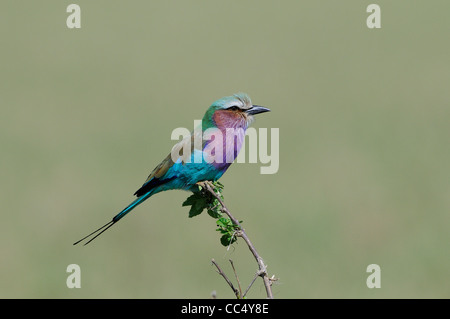 Lilac-breasted Roller (Coracias caudatus) perchés sur des rameaux, Masai Mara, Kenya Banque D'Images