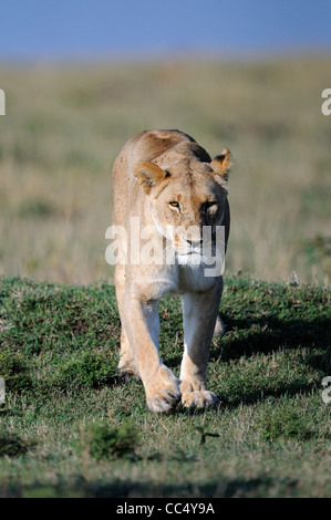 Lion (Panthera leo) femmes lionne marche, Masai Mara, Kenya Banque D'Images