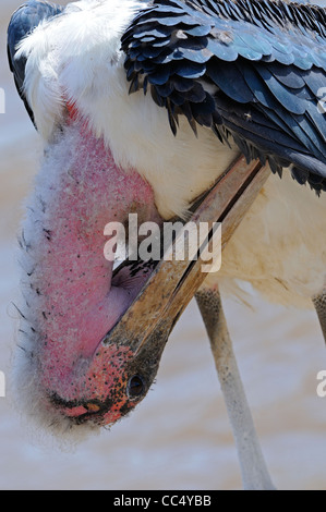 Marabou Stork (crumeniferous Leptoptilus lissage adultes), Masai Mara, Kenya Banque D'Images