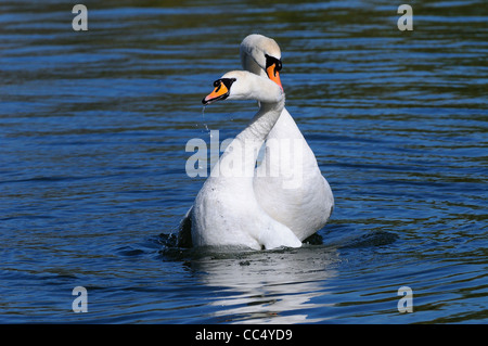 Mute Swan (Cygnus olor) paire d'accouplement, l'affichage de poste dans l'Oxfordshire, UK Banque D'Images