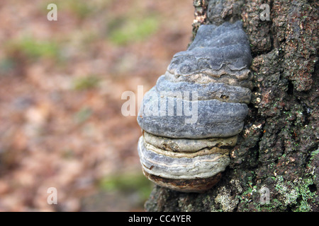 Le sabot ou l'Amadou Champignon Fomes fomentarius prises sur Chambers Farm Bois, Lincolnshire, Royaume-Uni Banque D'Images