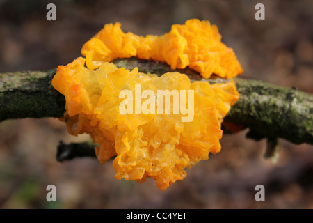 Cerveau jaune champignon Tremella mesenterica Banque D'Images