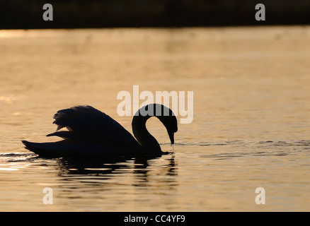 Cygne muet (Cygmus olor) silhouette sur l'eau, l'alimentation au coucher du soleil, dans l'Oxfordshire, UK Banque D'Images