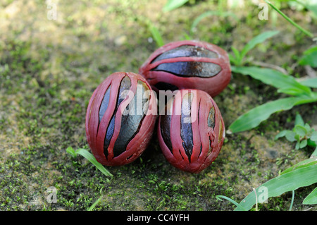 Muscade (myristica fragrans) fruits mûrs couverts à mace, Trinité Banque D'Images