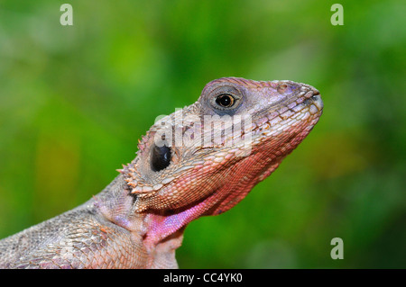 Agama agama Agama (Rock) close-up de tête, Masai Mara, Kenya Banque D'Images