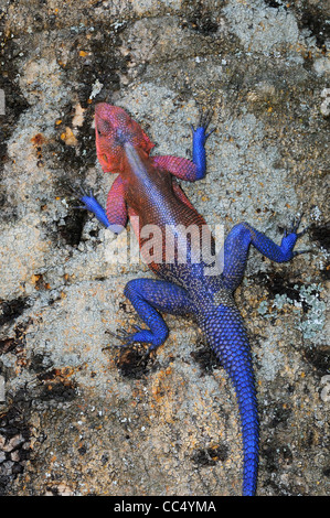 Agama agama Agama (Rock) mâle dans la reproduction couleur, au repos sur tronc d'arbre, Masai Mara, Kenya Banque D'Images