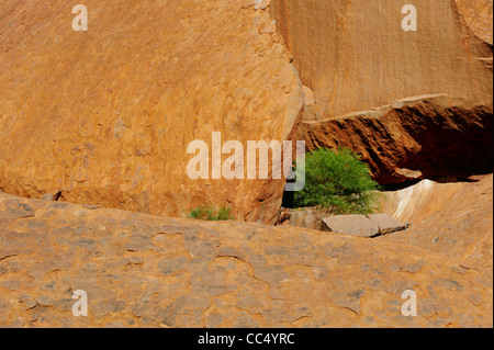 Ayers Rock, Close-up de plantes poussant dans une fissure dans la roche d'Uluru, le Parc National d'Uluru-Kata Tjuta, Territoire du Nord, Banque D'Images