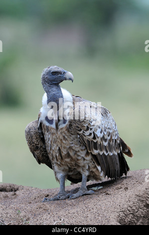 L'Ruppell vautour fauve (Gyps rueppellii) adulte debout sur rock, Masai Mara, Kenya Banque D'Images