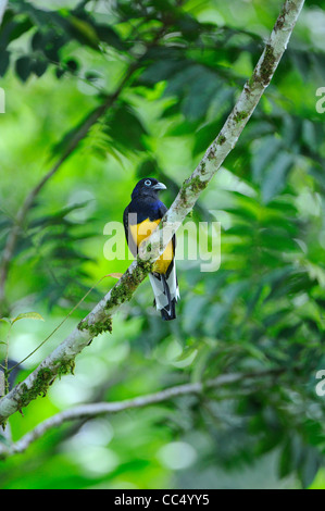 (Trogon à queue blanche Trogon viridis) perché sur la branche couverte de lichen, Trinité Banque D'Images