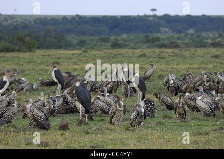 Vautour africain (Gyps africanus) Grand groupe De concert debout sur le terrain, ainsi que des Cigognes Marabout, Masai Mara, Ken Banque D'Images