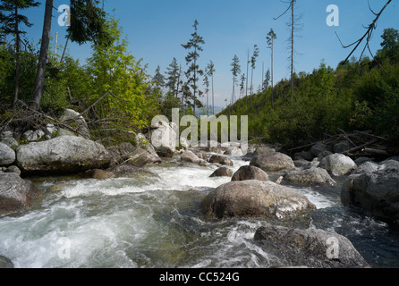 Rivière dans la vallée de la Studeny potok Zdiar Vysoke Tatry Montagne Slovaquie Banque D'Images