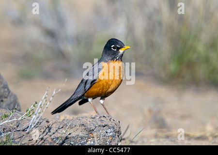 Merle d'Amérique Turdus migratorius Cabin Lake, Oregon, United States 4 mâle adulte peut Turdidae Banque D'Images