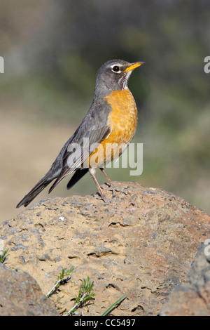 Merle d'Amérique Turdus migratorius Cabin Lake, Oregon, United States 4 femelle adulte peut Turdidae Banque D'Images