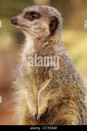 Meerkat (Close Up) Banque D'Images