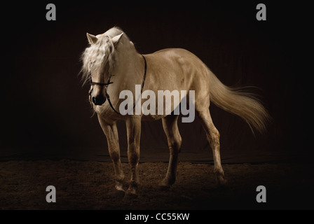 Cheval andalou, portrait, Pologne Banque D'Images