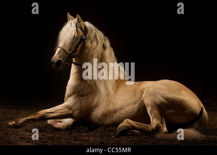 Cheval andalou, portrait, Pologne Banque D'Images