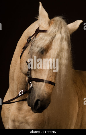 Cheval andalou, portrait, Pologne Banque D'Images