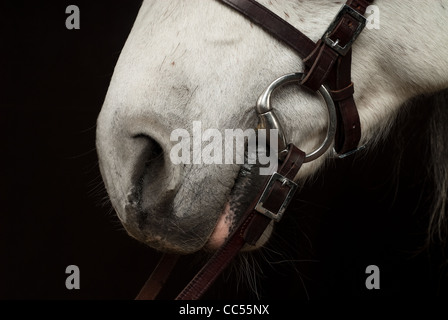 Cheval andalou, portrait, Pologne Banque D'Images