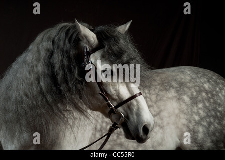 Cheval andalou, portrait, Pologne Banque D'Images