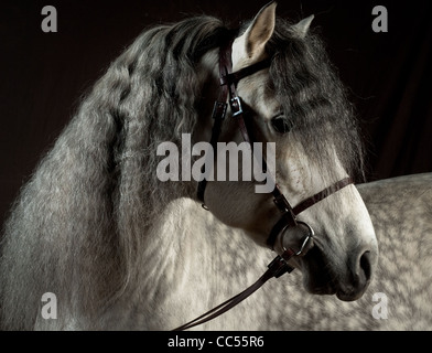 Cheval andalou, portrait, Pologne Banque D'Images