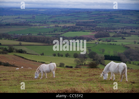 Deux poneys Welsh blanc sur la colline de Garway dans Monmouthshire Banque D'Images