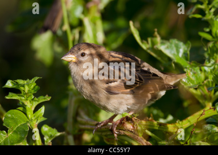 Moineau domestique Passer domesticus ; ; femmes ; dans les épinards, Cornwall, UK Banque D'Images