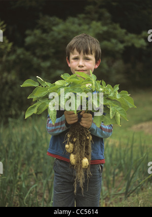 Boy in garden ou d'attribution en soulevant une culture de 'première' avant tout les pommes de terre de primeur Banque D'Images