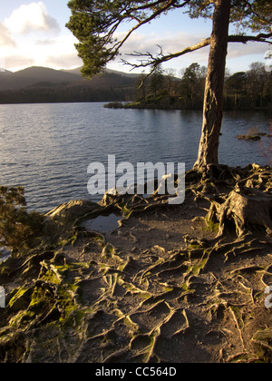 Les racines des arbres sur les rives de Derwent Water, Keswick, Cumbria, Royaume-Uni. Banque D'Images